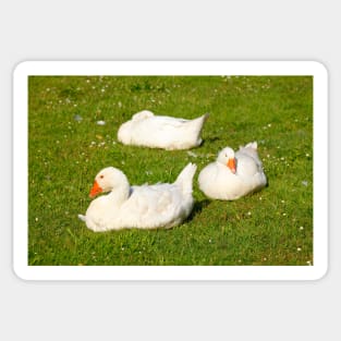 geese Sticker